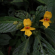 Impatiens lohitensis, a new plant species. (Courtesy World Wildlife Fund / R. Gogoi & S. Borah)